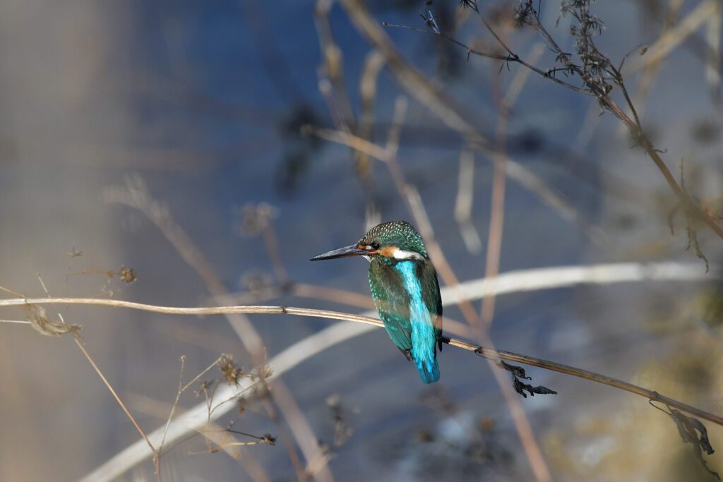 カワセミ　　DSC_1200