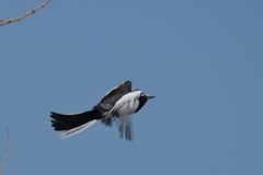 フワリ　DSC_7210