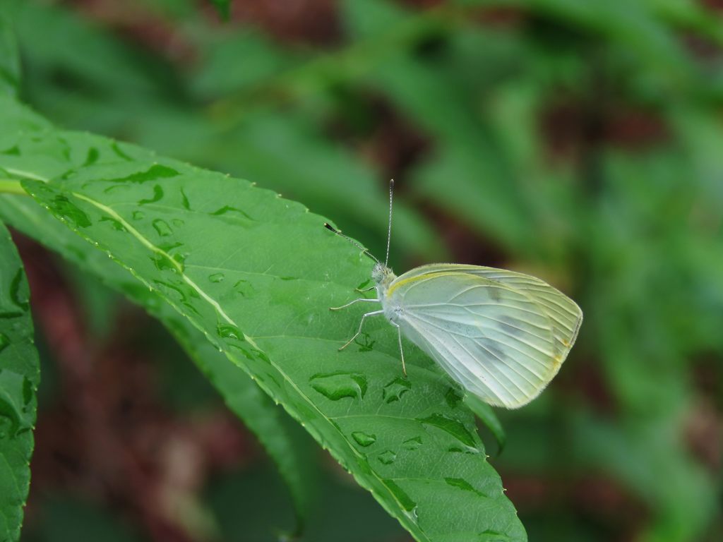 朝露とモンシロチョウ　IMG_2431