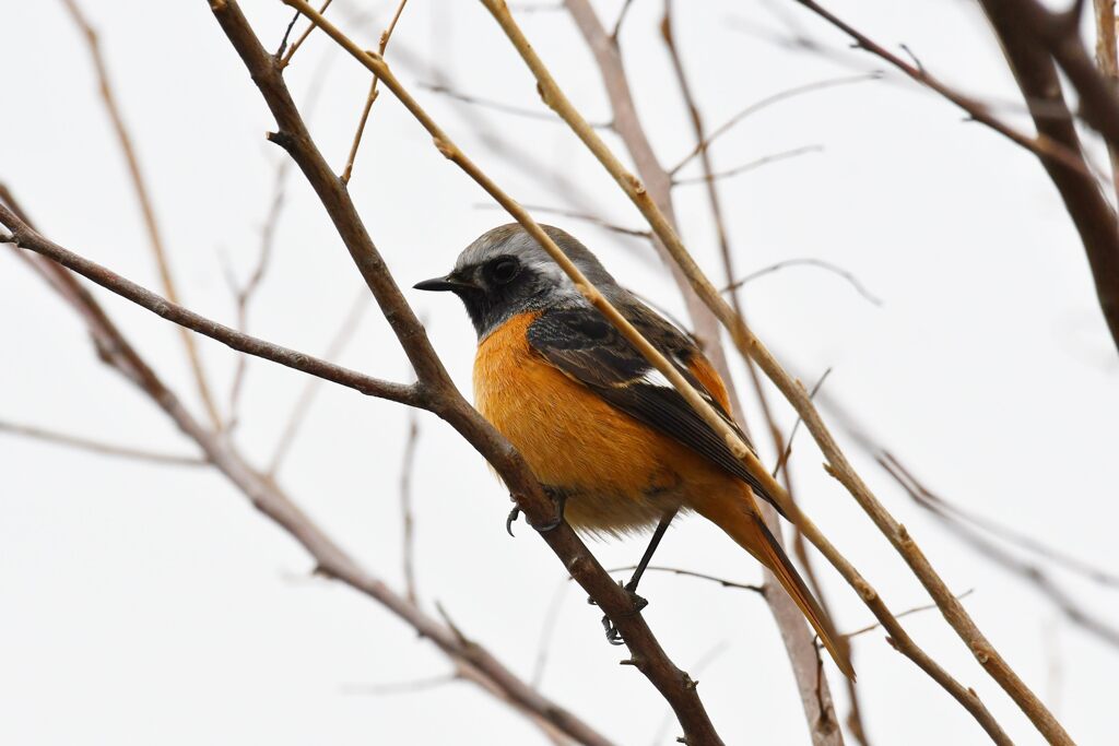 庭のジョウビタキ　２　　　DSC_6469