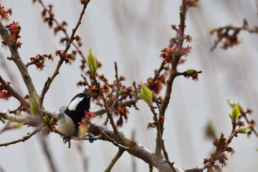 シジュウカラ　１　　DSC_7540