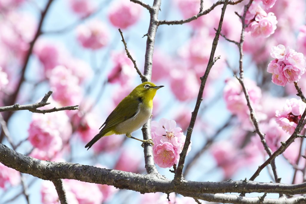 ウメにメジロ　DSC_1635
