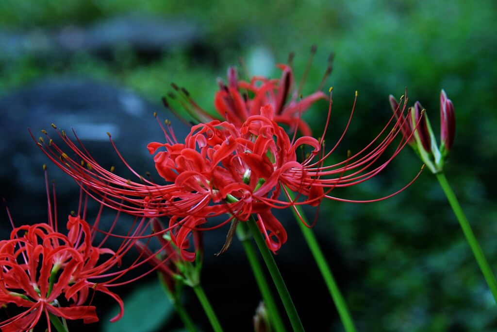 木陰に咲く　　DSC_3468