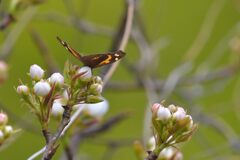 リンゴの花にテングチョウ　　DSC_8645