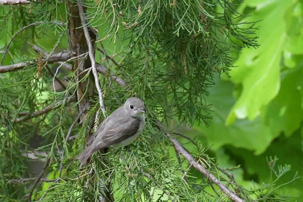 コサメビタキ　DSC_0189