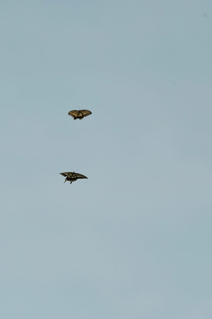 空高く　DSC_6512