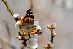 梅にアカタテハ　DSC_7980