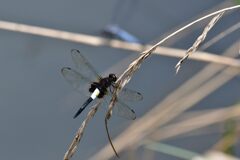 ツートンカラー　　　DSC_0685