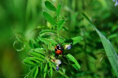 テントウムシ　　DSC_7025