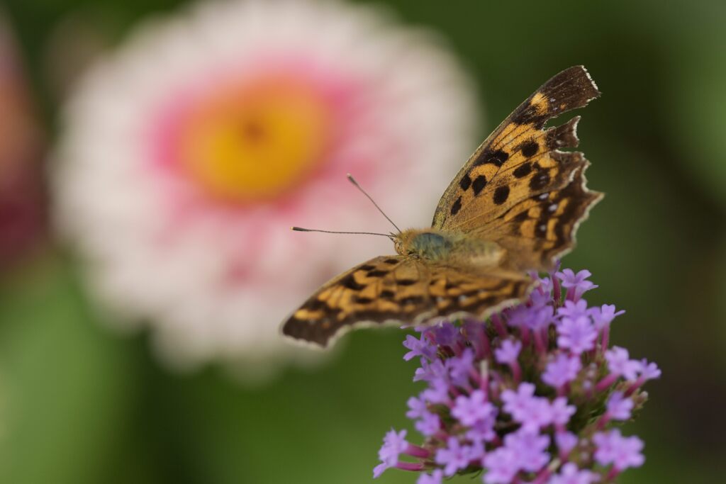 三尺バーベナにキタテハ　２　DSC_2508