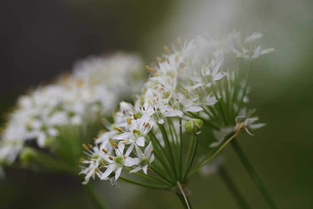 ニラの花　　DSC_3255