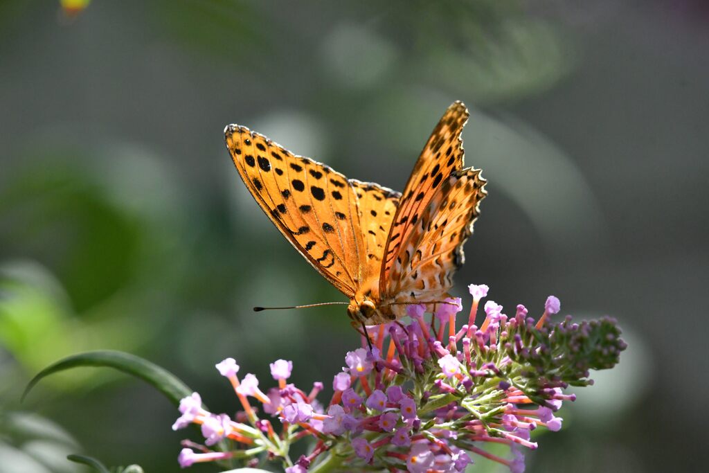 ツマグロヒョウモン　　DSC_0374