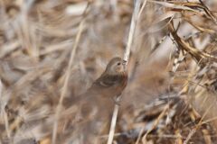 藪の中のベニマシコ　　　DSC_8062