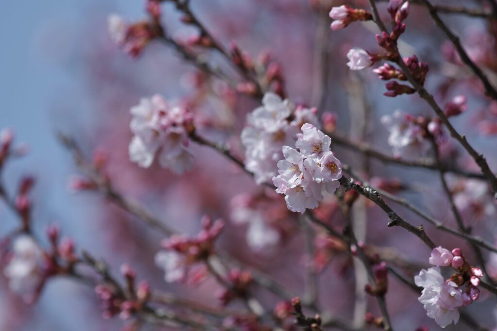 桜咲く　　DSC_1537