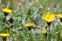 野の花にモンシロチョウ　　　DSC_8543