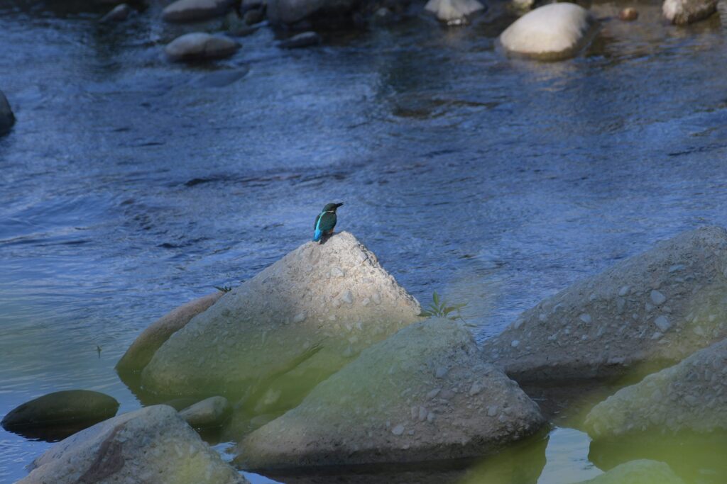 久しぶりのカワセミ　　DSC_5955