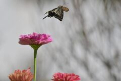 ナミアゲハの舞い　２　DSC_2105