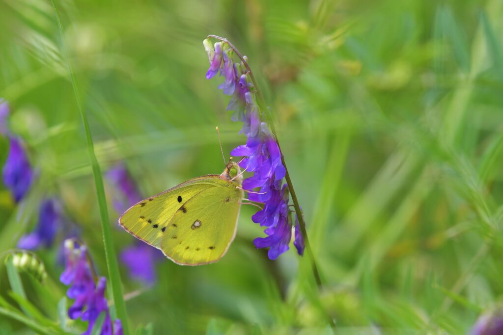 野の花にモンキチョウ　　DSC_4502