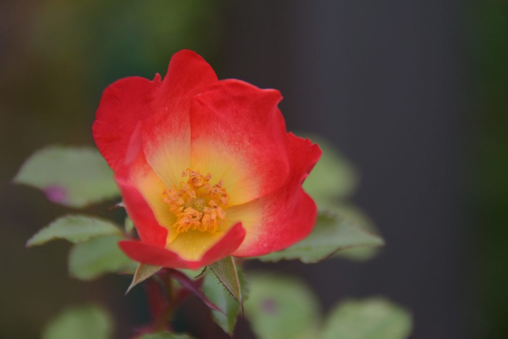 寒い日に開花　DSC_4156