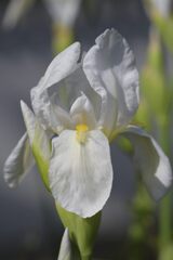 白い花　　DSC_1780