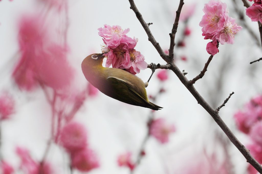 花かぶり　　DSC_1635
