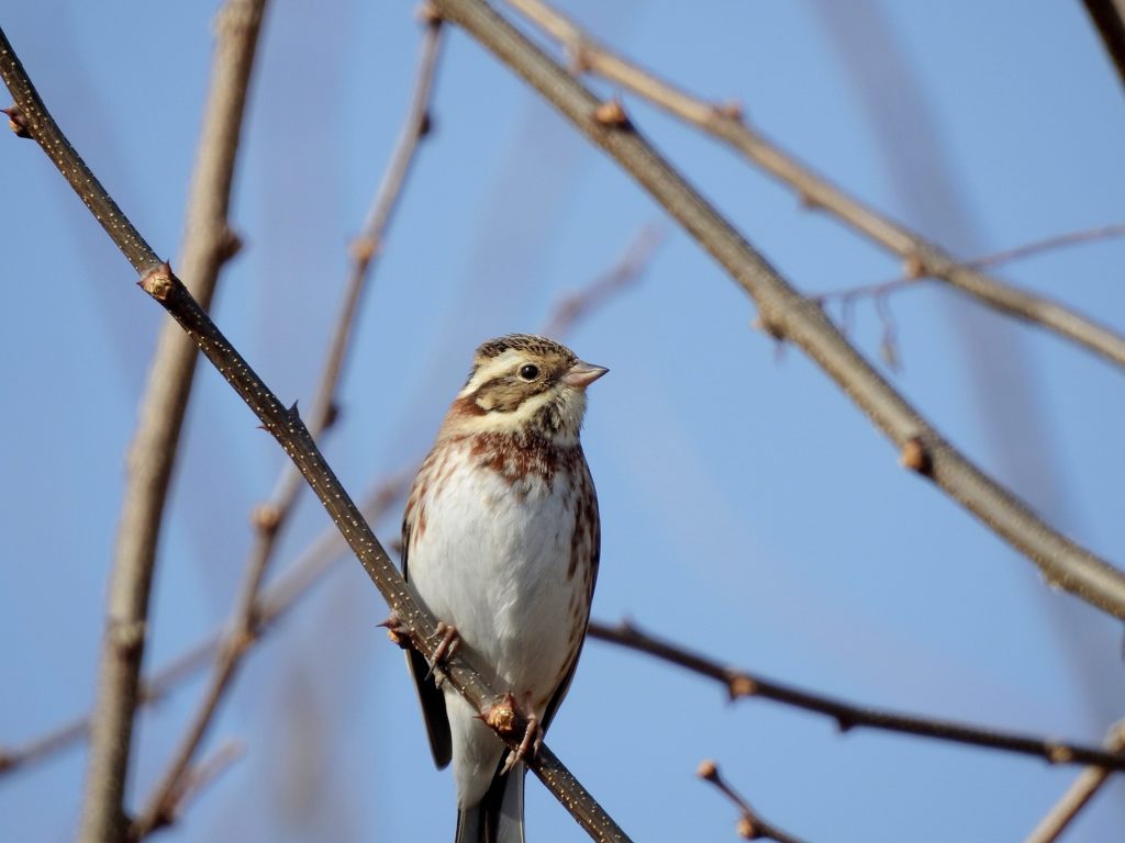 カシラダカ　DSCN3237