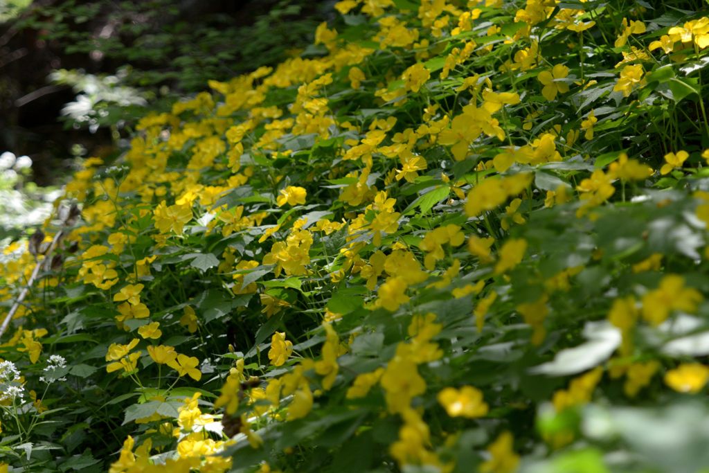 黄色の群生　DSC_4309
