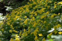 黄色の群生　DSC_4309