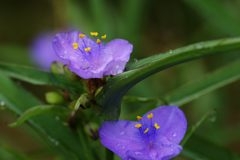 梅雨入り　DSC_5218