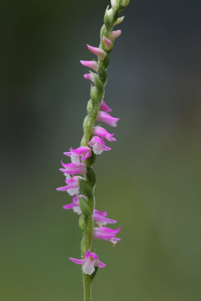 ネジバナ　　DSC_2141