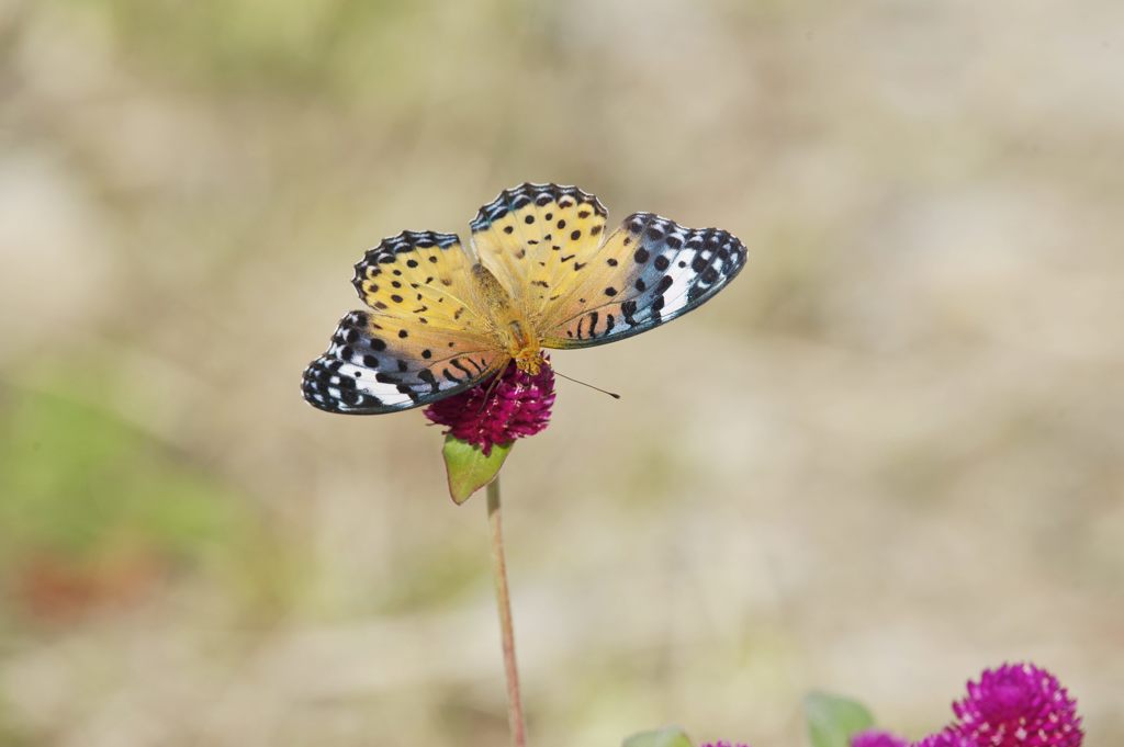 独り占めしたくなる・・・　 DSC_0460