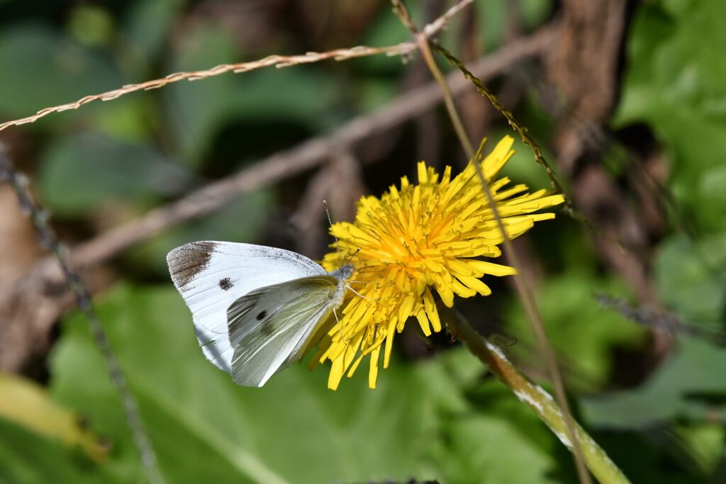 野の花にモンシロチョウ　　DSC_4739