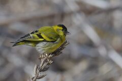 食事中　　DSC_7429