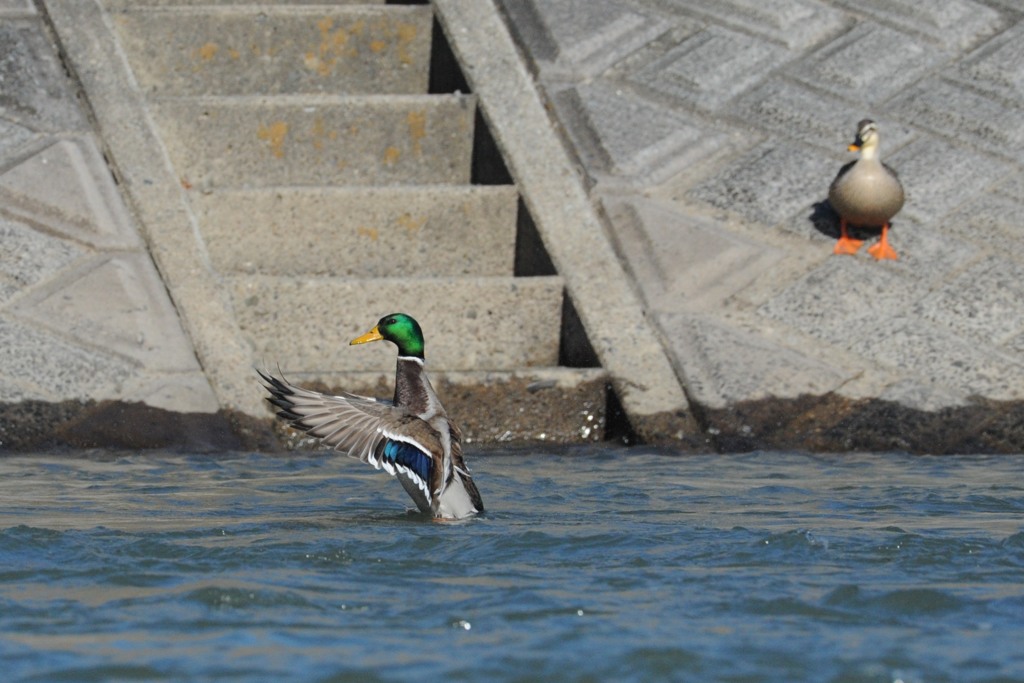 どや！　　DSC_0634