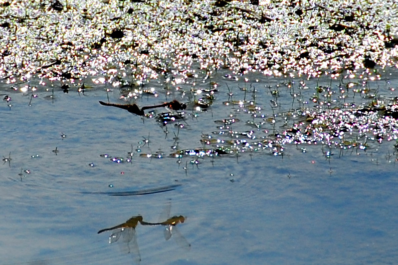 「命のリレー」１　　DSC_0716