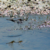 「命のリレー」１　　DSC_0716