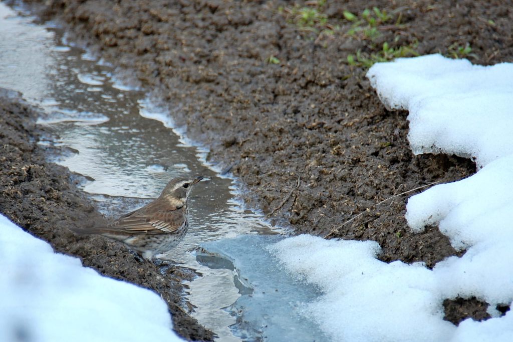 控えめに　 DSC_2514