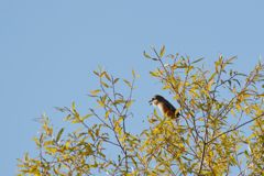モズの高鳴き　DSC_2219
