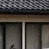 雨宿り　DSCN4381