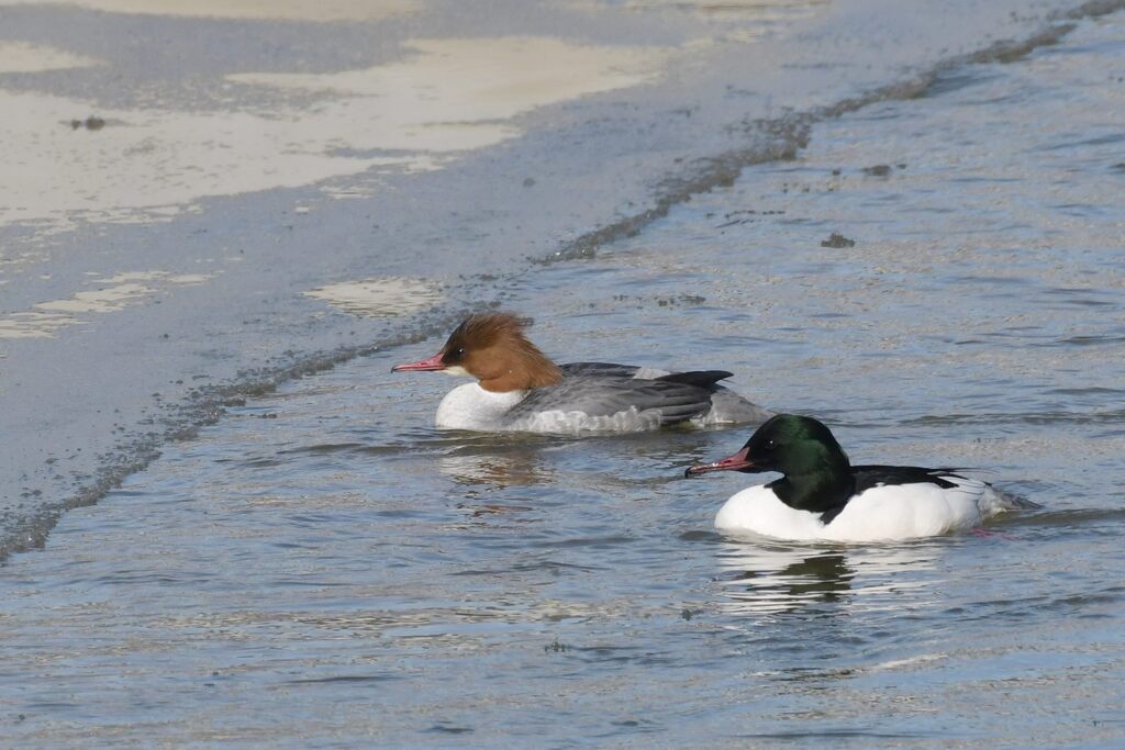 カワアイサ　　DSC_3473