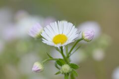 晩秋の野の花　DSC_8140