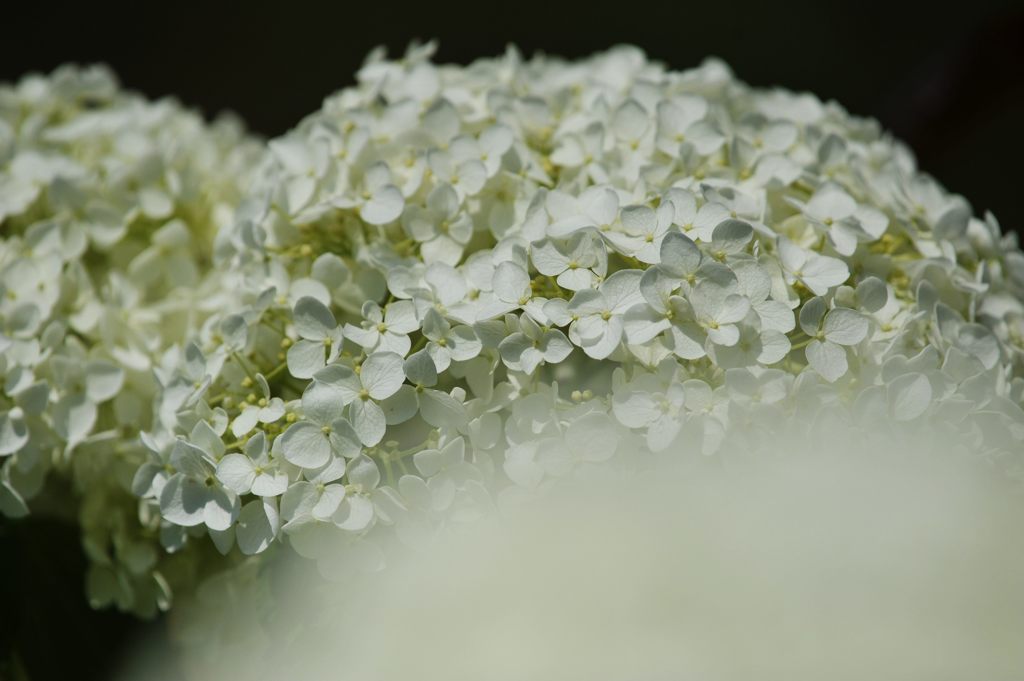 白の世界　　DSC_4414