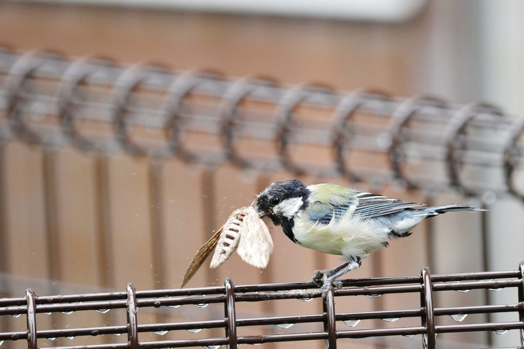 大物ゲット！　DSC_5667