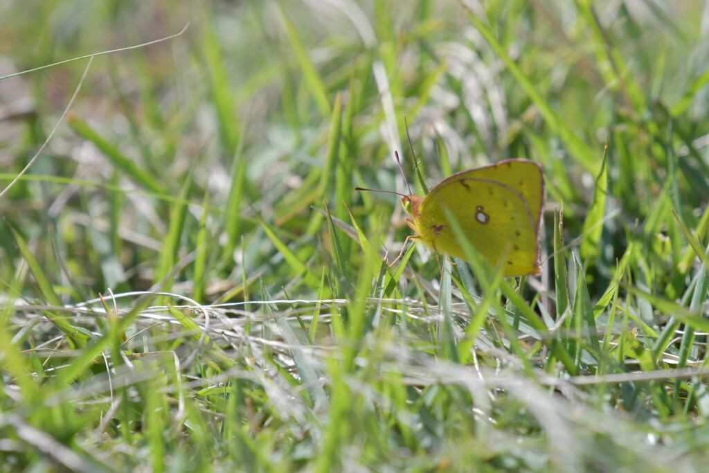 モンキチョウ　DSC_4021