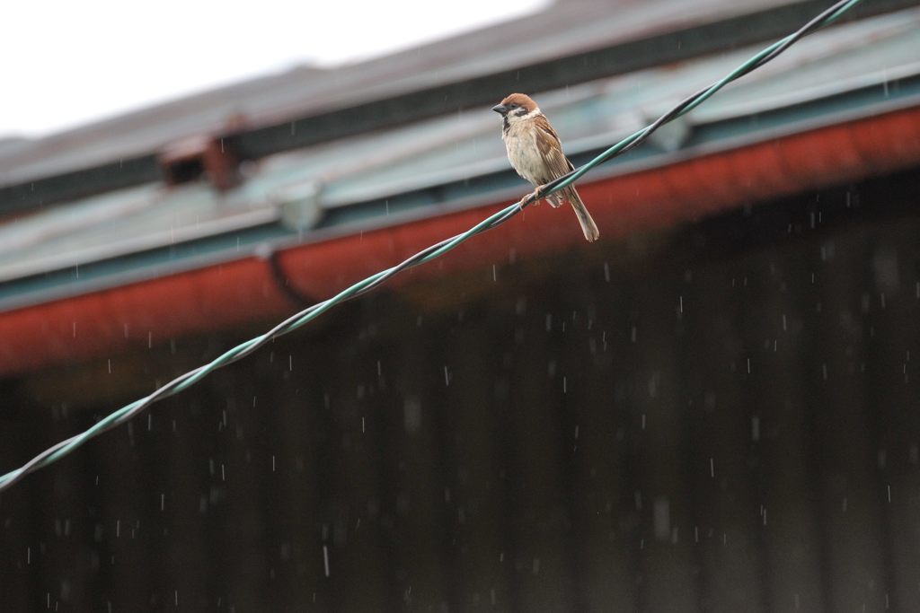 雨降り　　DSC_4226