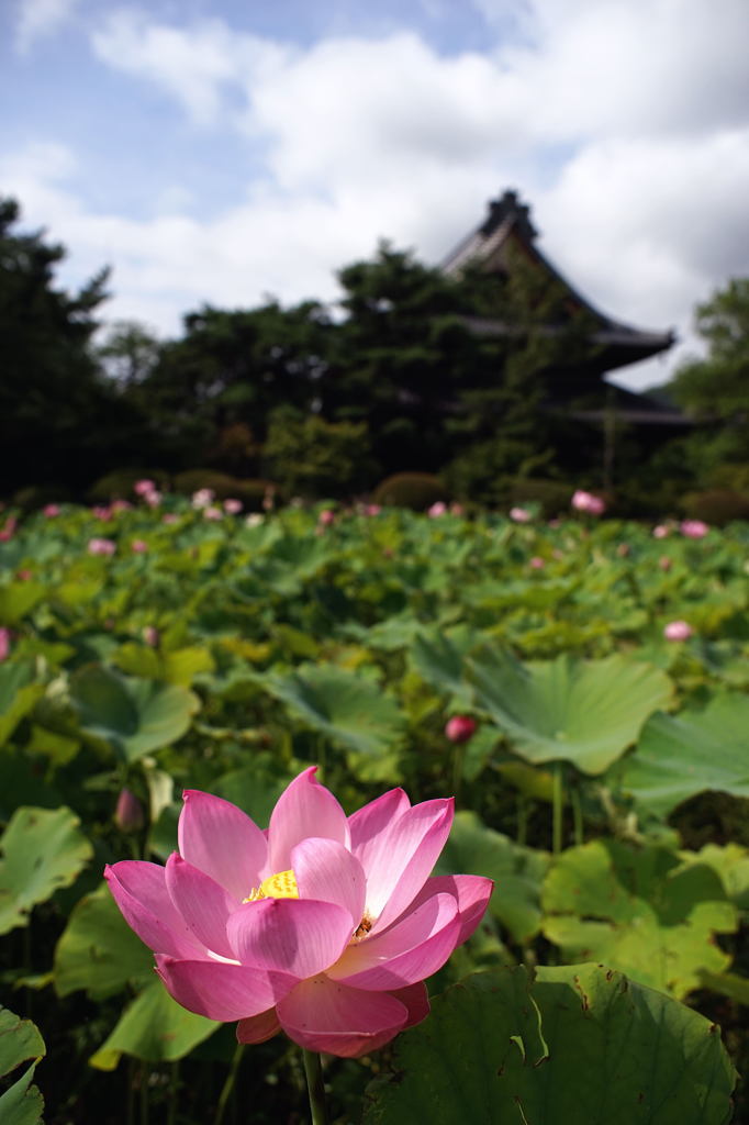 国分寺本堂を仰いで　DSC01194