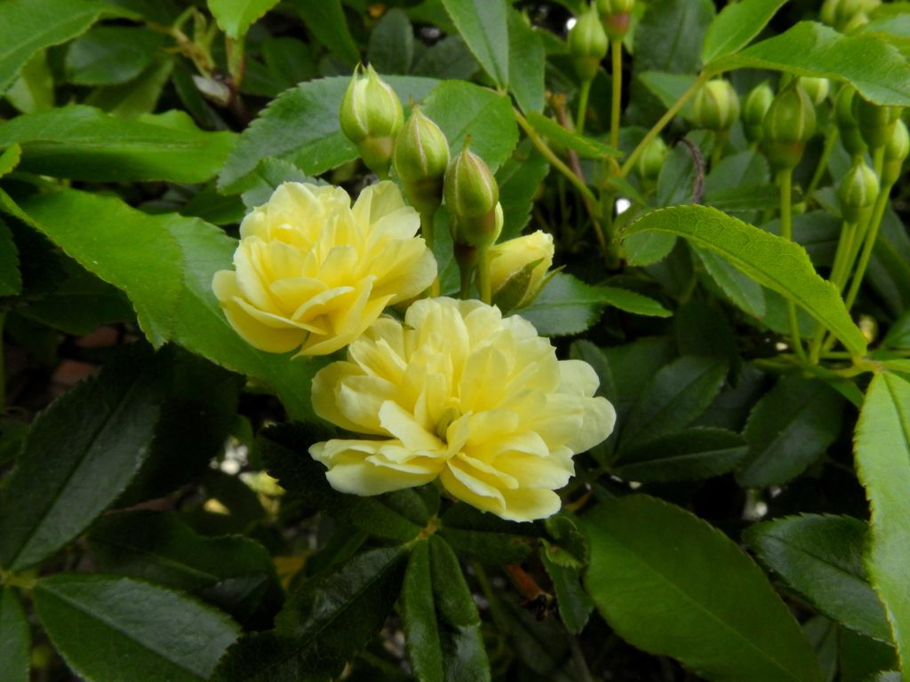 モッコウバラ咲く　DSCN7576