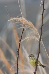 アオジ　２　　　DSC_8746
