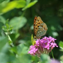 花とチョウ　DSC_4104
