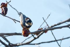 柿にヤマガラ　１　DSC_6837